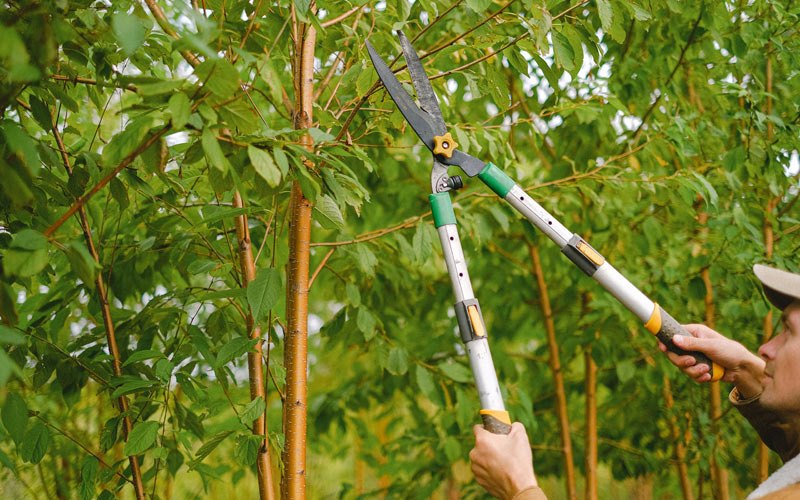 Tree trimming in Manteno, IL
